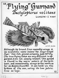 Image result for Dactylopterus volitans