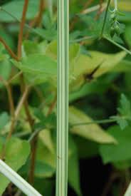 Attēlu rezultāti vaicājumam “Schoenoplectus lacustris subsp. lacustris”