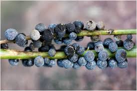 Attēlu rezultāti vaicājumam “Badhamia foliicola”