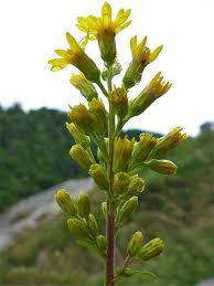 Attēlu rezultāti vaicājumam “Solidago virgaurea bud”
