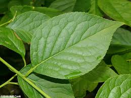 Attēlu rezultāti vaicājumam “Libanotis montana leaf”