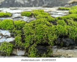 Attēlu rezultāti vaicājumam “Hypnum cupressiforme”