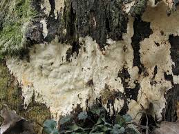 Attēlu rezultāti vaicājumam “Perenniporia medulla-panis”