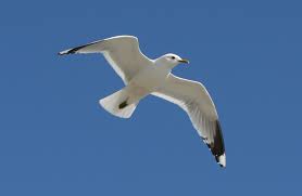 Attēlu rezultāti vaicājumam “Larus canus adult”