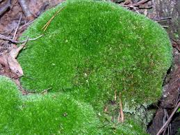 Attēlu rezultāti vaicājumam “Leucobryum juniperoideum”