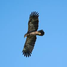 Attēlu rezultāti vaicājumam “Aquila pomarina”