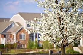 Attēlu rezultāti vaicājumam “Prunus (plum-tree)”