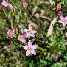 Image result for Centaurium erythraea