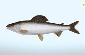 Image result for Thymallus thymallus