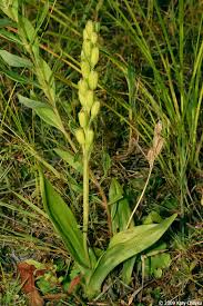 Attēlu rezultāti vaicājumam “Liparis loeselii flower”