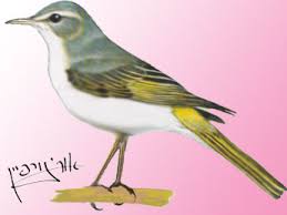 Image result for Phylloscopus orientalis