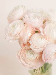 Attēlu rezultāti vaicājumam “Ranunculus elatior flower”