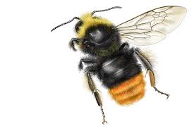 Attēlu rezultāti vaicājumam “Bombus lapidarius”