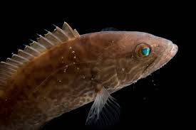 Image result for Mycteroperca microlepis