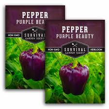 Afbeeldingsresultaat voor purple beauty sweet pepper