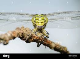 Attēlu rezultāti vaicājumam “Ophiogomphus cecilia”