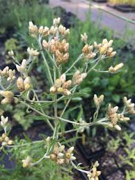 Attēlu rezultāti vaicājumam “Gnaphalium sylvaticum flower”