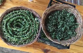 Attēlu rezultāti vaicājumam “Rumex confertus fruit”