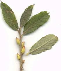 Attēlu rezultāti vaicājumam “Salix cinerea leaf”