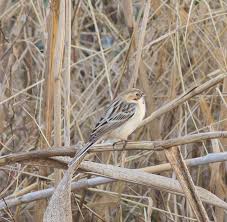 Image result for Emberiza pallasi