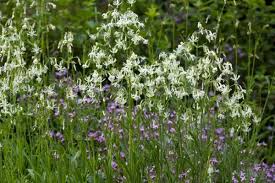 Attēlu rezultāti vaicājumam “Silene nutans flower”