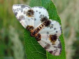 Attēlu rezultāti vaicājumam “Abraxas sylvata”