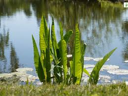 Attēlu rezultāti vaicājumam “Rumex hydrolapathum fruit”