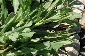 Image result for Silene vulgaris