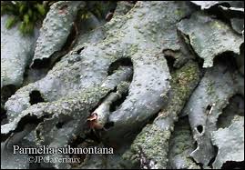Attēlu rezultāti vaicājumam “Parmelia submontana”
