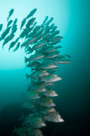 Image result for Lutjanus novemfasciatus