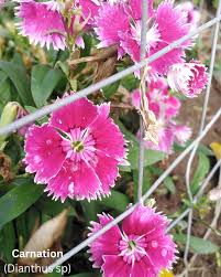 Attēlu rezultāti vaicājumam “Caryophyllaceae”