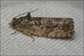 Attēlu rezultāti vaicājumam “Eudemis porphyrana”