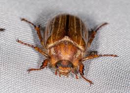 Attēlu rezultāti vaicājumam “Amphimallon solstitiale”