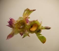 Attēlu rezultāti vaicājumam “Geocrypta galii”