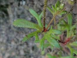 Attēlu rezultāti vaicājumam “Saxifraga tridactylites fruit”
