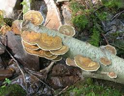 Attēlu rezultāti vaicājumam “Daedaleopsis confragosa”