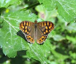 Attēlu rezultāti vaicājumam “Pararge aegeria upperside”