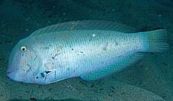 Image result for Xyrichtys novacula