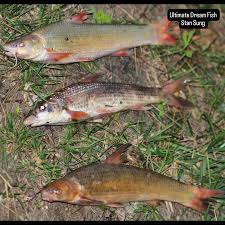 Attēlu rezultāti vaicājumam “Cribraria atrofusca macro”