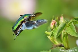 Attēlu rezultāti vaicājumam “Potosia cuprea”