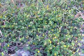 Attēlu rezultāti vaicājumam “Trifolium dubium”