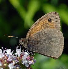 Attēlu rezultāti vaicājumam “Maniola jurtina male”