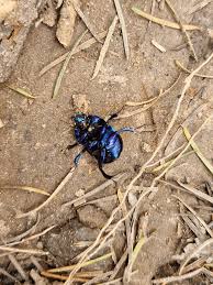 Attēlu rezultāti vaicājumam “Trypocopris vernalis”