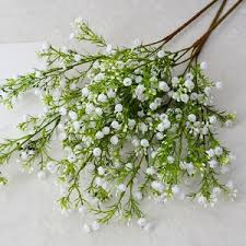 Attēlu rezultāti vaicājumam “Gypsophila paniculata bud”