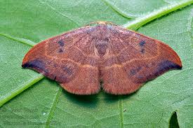 Attēlu rezultāti vaicājumam “Watsonalla binaria”