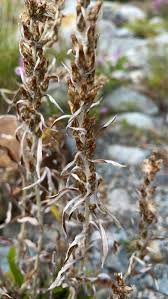 Attēlu rezultāti vaicājumam “Gnaphalium sylvaticum flower”