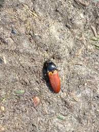 Attēlu rezultāti vaicājumam “Ampedus pomorum”