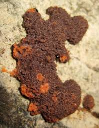 Attēlu rezultāti vaicājumam “Tubifera magna macro”