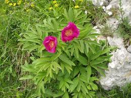 Attēlu rezultāti vaicājumam “Paeoniaceae”