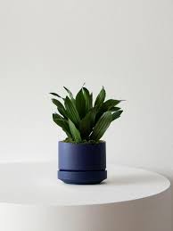 Attēlu rezultāti vaicājumam “Conardia compacta”